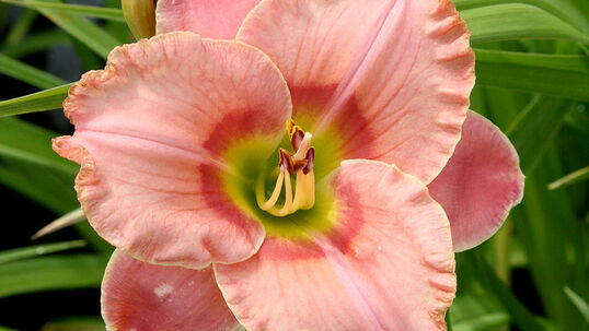 Hemerocallis 'Elegant Candy'