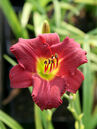 Hemerocallis 'Ruby Stella'
