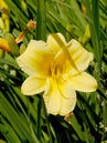 Hemerocallis 'Stella de Oro' Foto © PlantaPro
