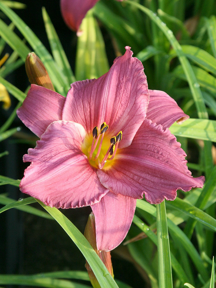 Taglilie Hemerocallis Wisley Britches Sommerblüher 