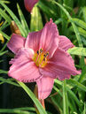 Hemerocallis 'Summer Wine'