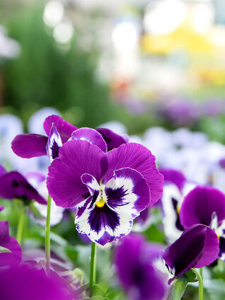 Das Hornveilchen ist in jedem Blumenbeet einen blühfreudiger, zäher und mehrjähriger Farbtupfer.