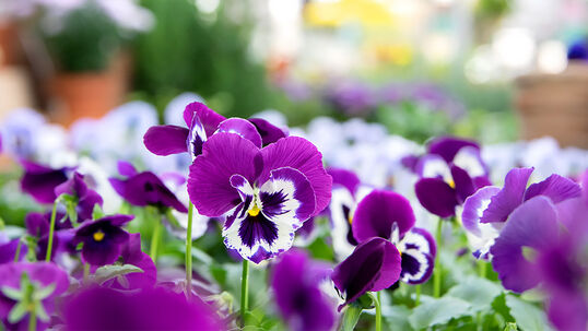 Das Hornveilchen ist in jedem Blumenbeet einen blühfreudiger, zäher und mehrjähriger Farbtupfer.