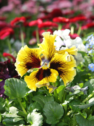 Das Garten-Stiefmütterchen, «Viola x wittrockiana», erhielt seinen Namen durch das Erscheinungsbild der Blütenblätter.