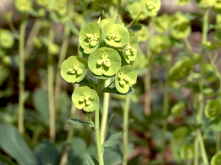 Wolfsmilch  Euphorbia | Hauenstein AG