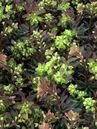 Euphorbia amygdaloides 'Purpurea'