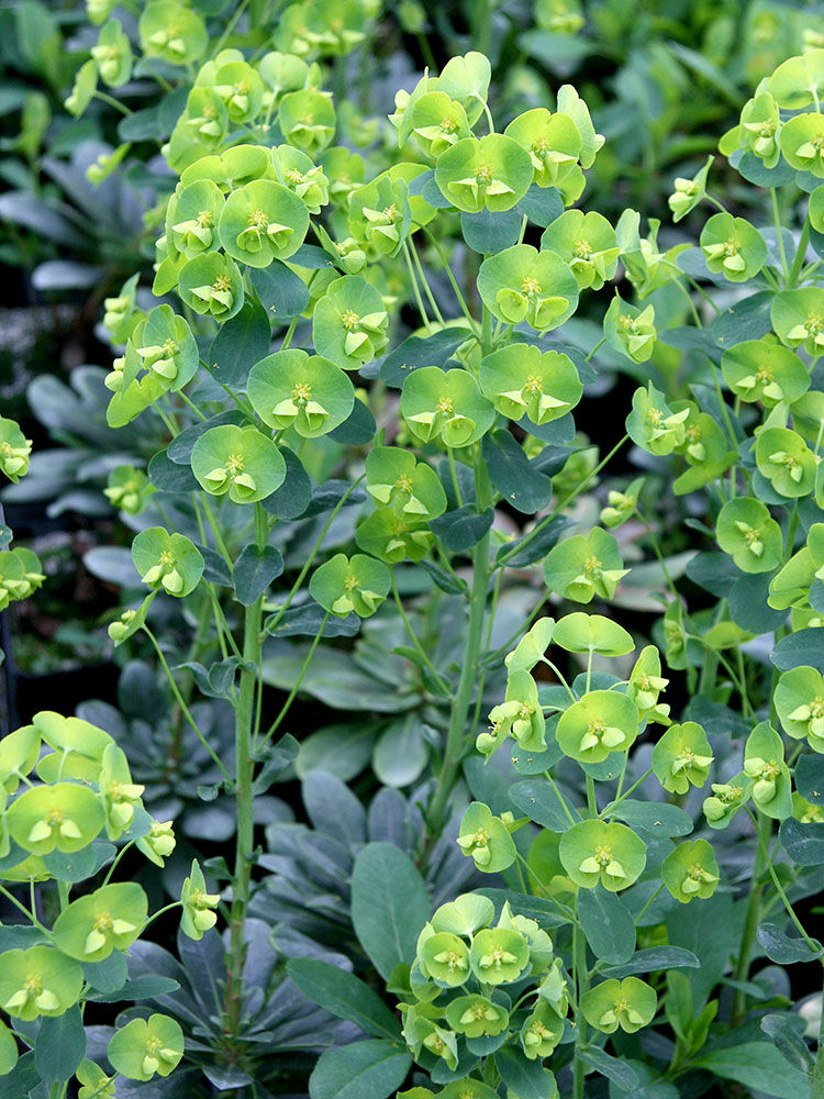 Wolfsmilch  Euphorbia | Hauenstein AG