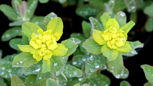 Die lange Blütezeit von bis zu drei Monaten, mit dem sortenabhängigen Beginn im April und ihrem Ende im Juli, macht die Wolfsmilch so attraktiv.