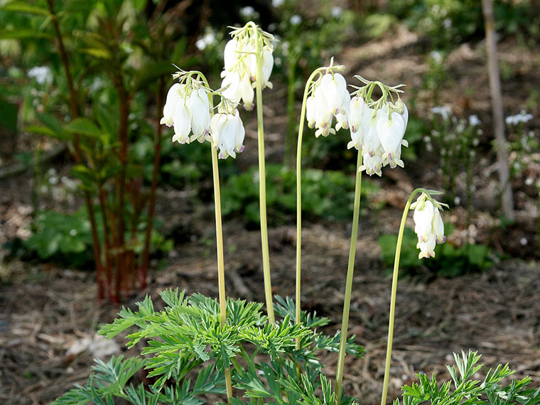 Zwergherzblume Dicentra formosa, Dicentra eximia Hauenstein AG