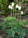 Dicentra formosa 'Langtrees'