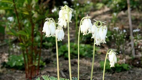 Dicentra formosa 'Langtrees'