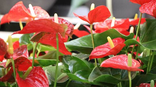 Anthurie Anthurium Hauenstein AG