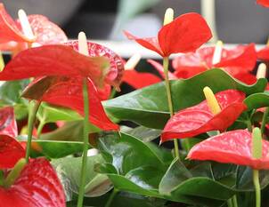 Anthurie – Anthurium