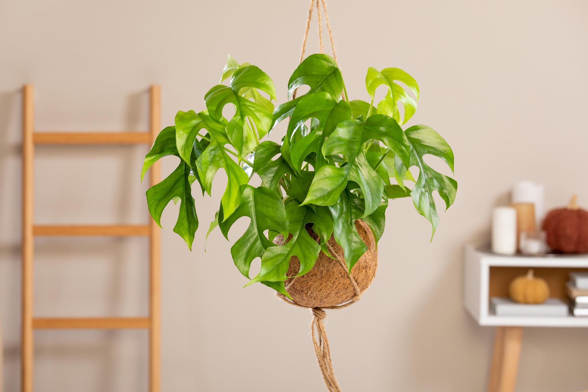 Baumfreund Philodendron Hauenstein AG