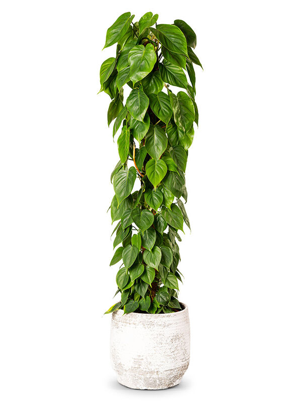 green congo variegata Philodendron Green Congo Variegata – whiteleafplants main image 0