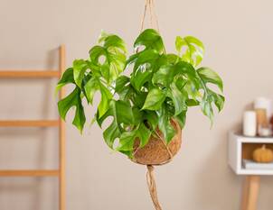 Baumfreund – Philodendron