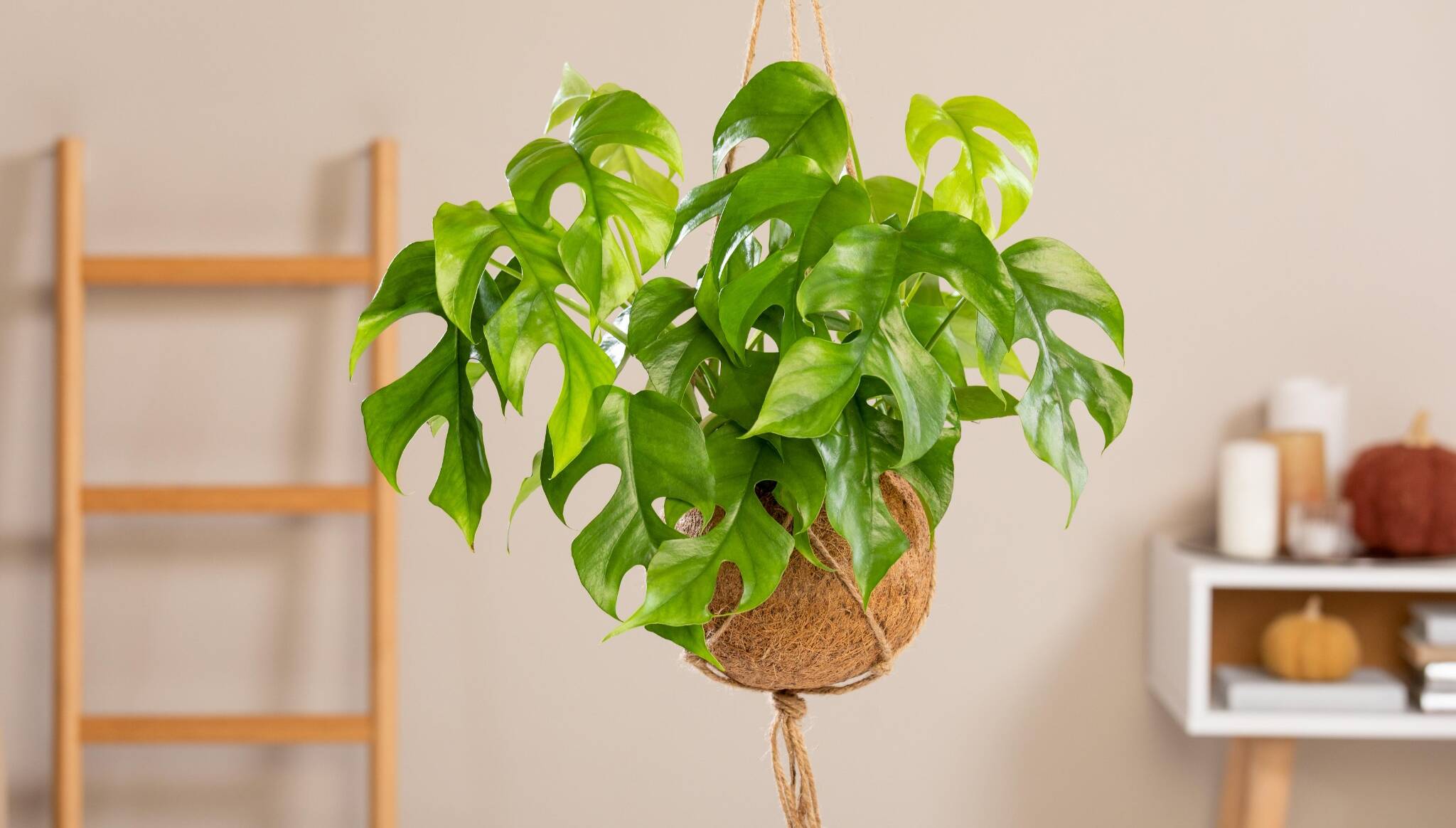 Anthurie  Anthurium | Hauenstein AG