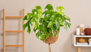 Baumfreund – Philodendron