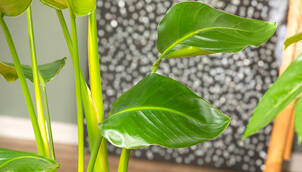 Baumstrelitzie – Strelitzia nicolai