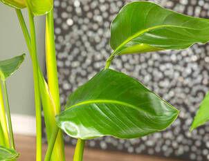 Baumstrelitzie – Strelitzia nicolai