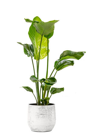 Baumstrelitzie / Paradiesvogelblume – Strelitzia nicolai