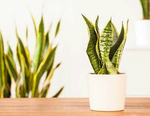 Bogenhanf / Schwiegermutterzunge – Sansevieria