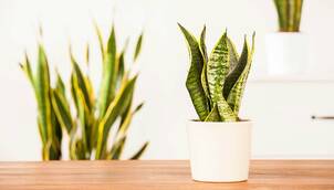 Bogenhanf / Schwiegermutterzunge – Sansevieria