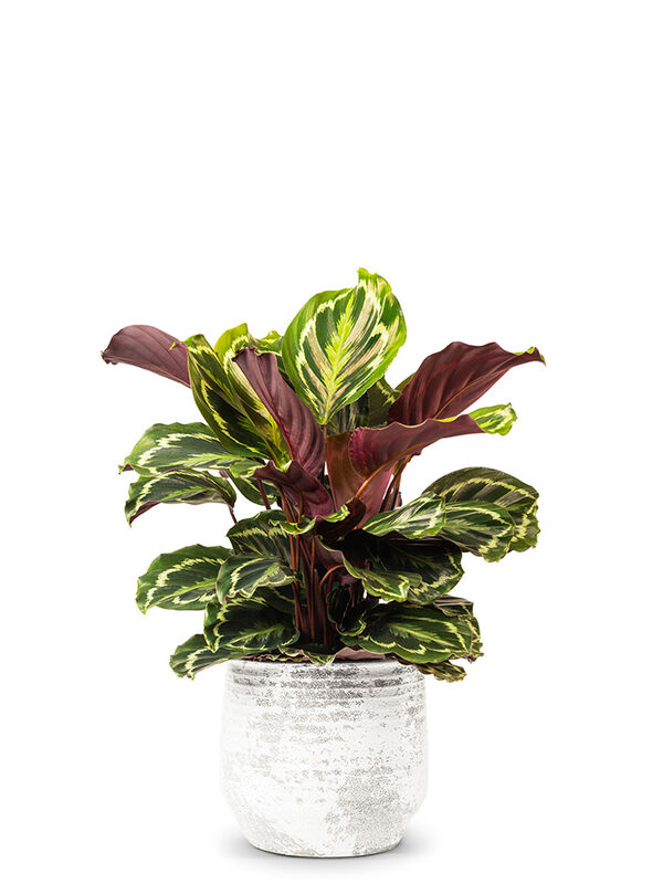 alocasia dragon scale mint variegata Buy Alocasia Dragon Scale Mint Marble Var… main image 0