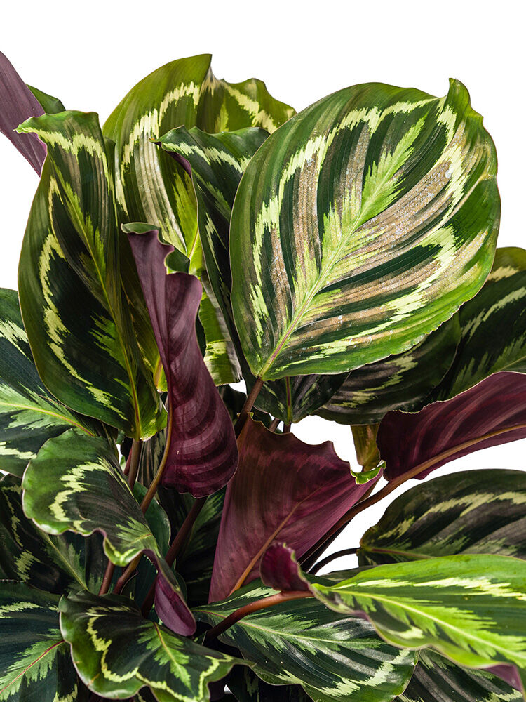 Korbmarante  Calathea | Hauenstein AG