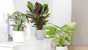 Korbmarante – Calathea