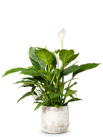 Einblatt – Spathiphyllum wallisii