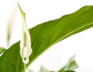 Einblatt – Spathiphyllum wallisii