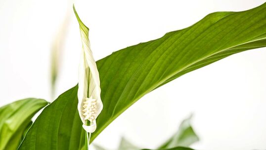 Einblatt Spathiphyllum wallisii Hauenstein AG
