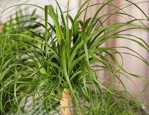 Elefantenfuss – Beaucarnea