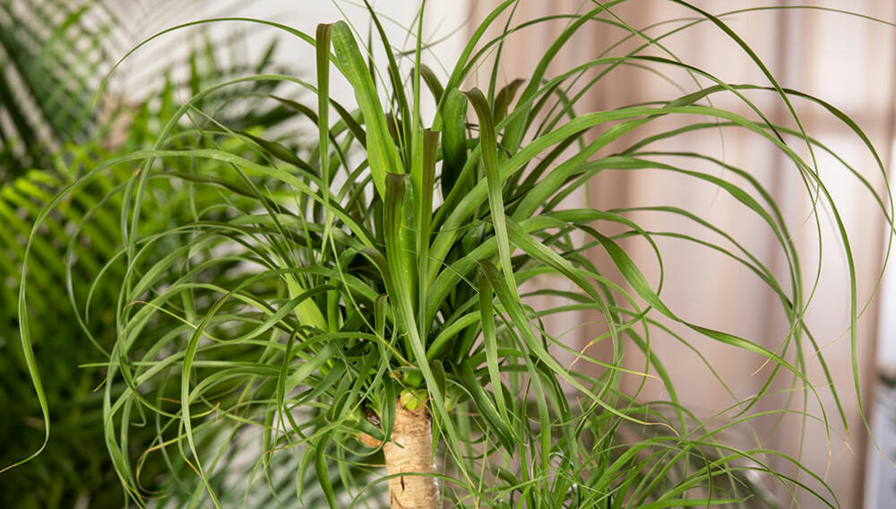 Grnlilie  Chlorophytum comosum | Hauenstein AG