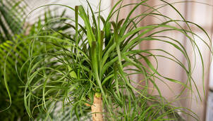 Elefantenfuss – Beaucarnea