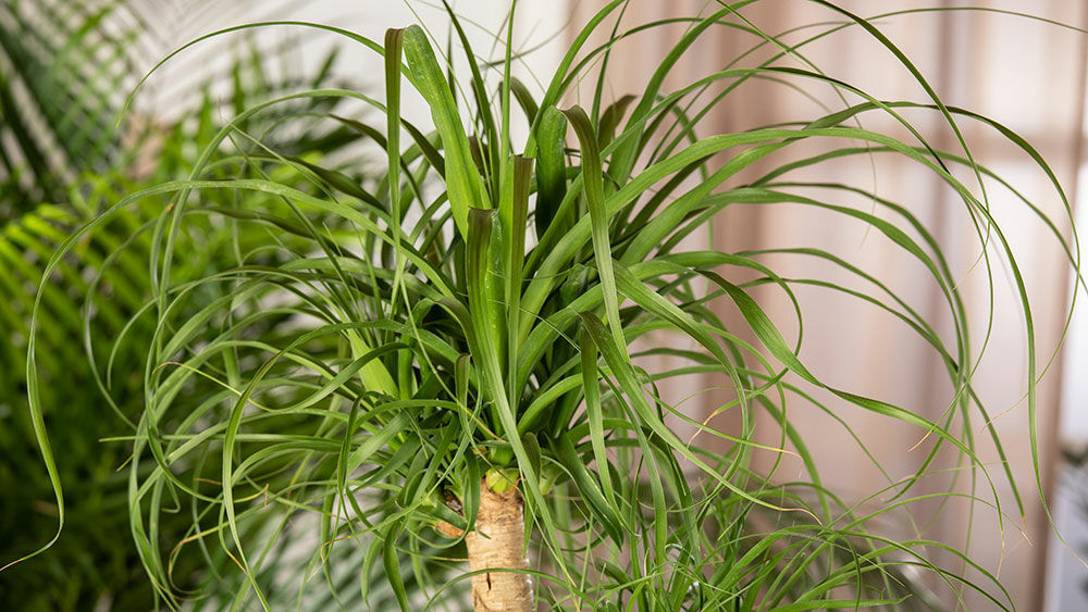 Elefantenfuss  Beaucarnea | Hauenstein AG