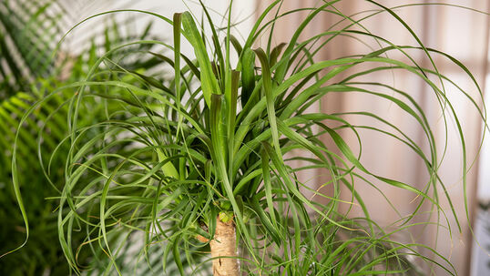 Der Elefantenfuss hat seinen Platz unter den Zimmerpflanzen nicht nur durch seine gekräuselten Blätter, sondern auch seine einfachen Pflegeansprüche erhalten.