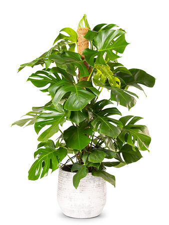 Es ist nicht abschliessend geklärt, warum die Monstera ihre markanten geschlitzten Blätter entwickelt; man nimmt jedoch an, dass diese die Lichtaufnahme verbessern und tropische Stürme besser überstehen.