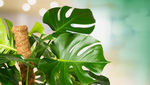 Fensterblatt – Monstera