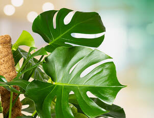 Fensterblatt – Monstera