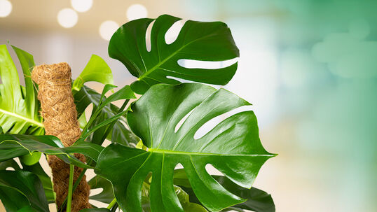 Es ist nicht abschliessend geklärt, warum die Monstera ihre markanten geschlitzten Blätter entwickelt; man nimmt jedoch an, dass diese die Lichtaufnahme verbessern und tropische Stürme besser überstehen.