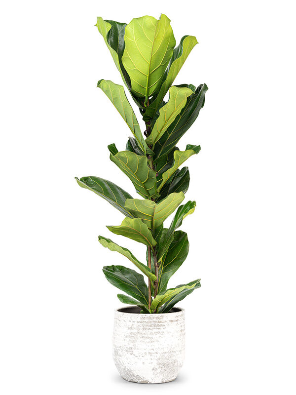 hoya carnosa compacta variegata kaufen Hoya compacta variegata 2-4