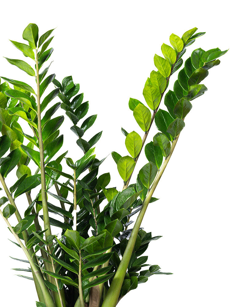Glcksfeder  Zamioculcas zamiifolia | Hauenstein AG