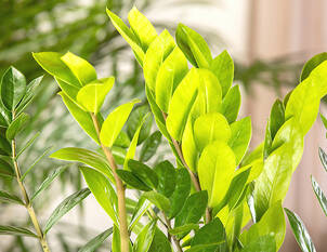 Glücksfeder – Zamioculcas zamiifolia