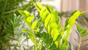 Glücksfeder – Zamioculcas zamiifolia