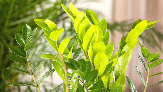 Die Zamioculcas wird erst seit 1996 als Zimmerpflanze kultiviert, ist seitdem aber äusserst beliebt.