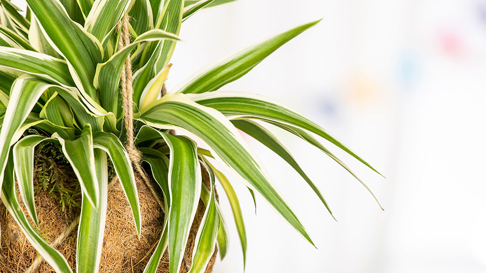 Grnlilie  Chlorophytum comosum | Hauenstein AG