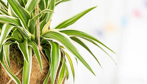 Grünlilie – Chlorophytum comosum