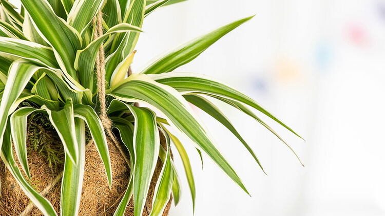 Grnlilie  Chlorophytum comosum | Hauenstein AG